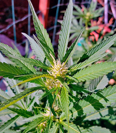 Sweet Special F1 Fast version fem (Sweet Seeds) семена конопли
