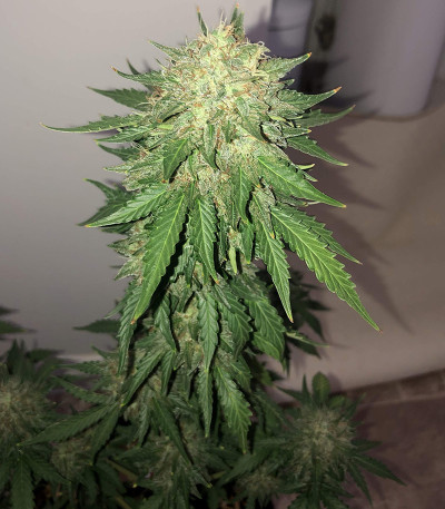Monster Gelato (Monster Genetics) семена конопли