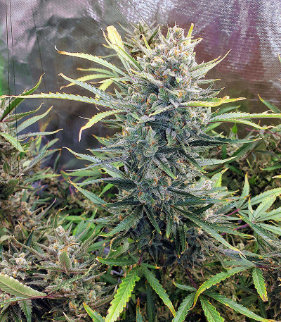 Auto Do-Si-Dos Cookies fem (00 Seeds) семена конопли