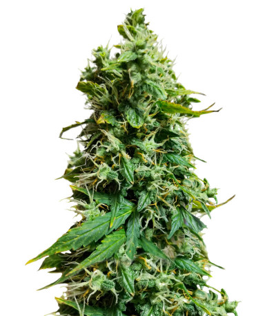 Auto Gorilla fem (00 Seeds) семена конопли