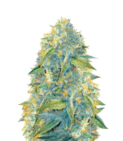 Auto Northern Light fem (Victory Seeds) семена конопли