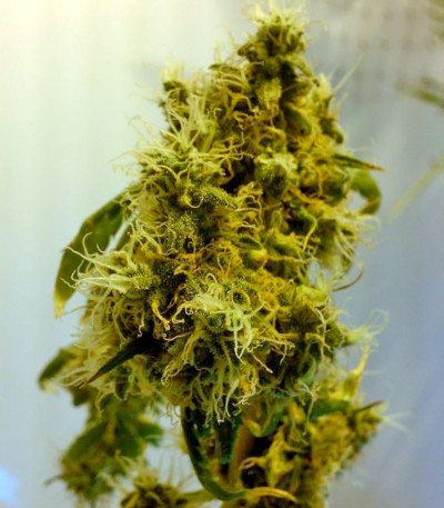 Big Band fem семена конопли