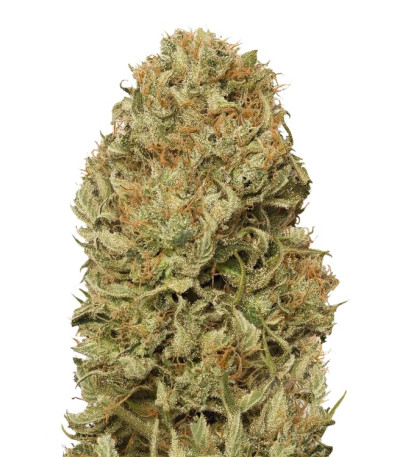 Blue Dream Auto fem (Humboldt Seeds) семена конопли