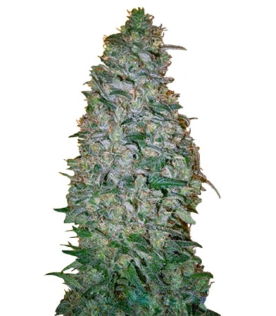 California Dream fem (Mandala Seeds) семена конопли