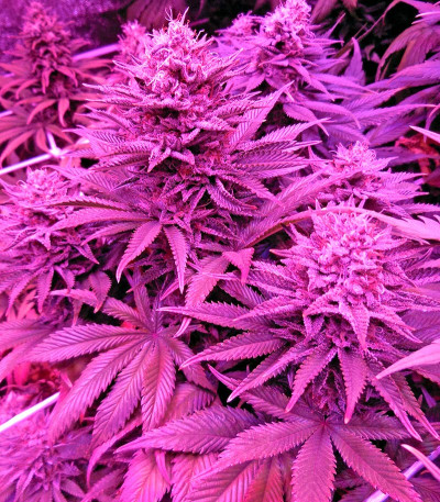 Dinachem fem семена конопли