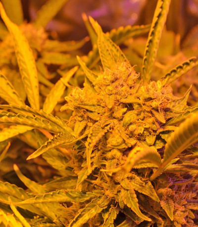 Doctor’s Choice #1 Auto fem семена конопли