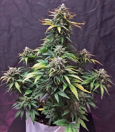 Haze XXL Autoflowering fem семена конопли