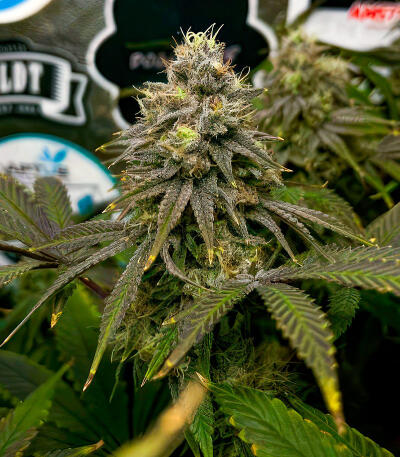Jealousy Kush fem (Seedkeepers) семена конопли