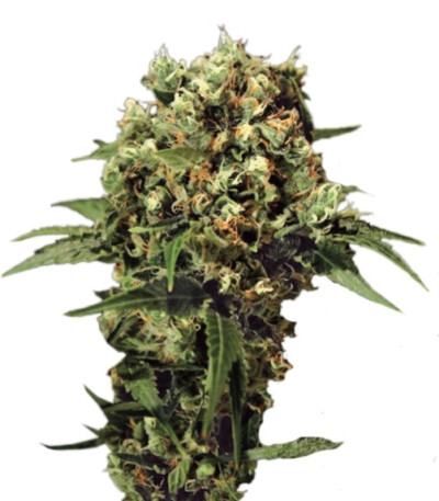 Kalashnikova Auto fem семена конопли