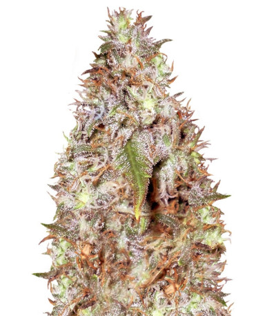 Kali´s White Shadow fem (KFC Seeds) семена конопли