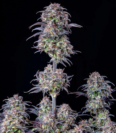 Original Blackberry auto fem (FastBuds) семена конопли