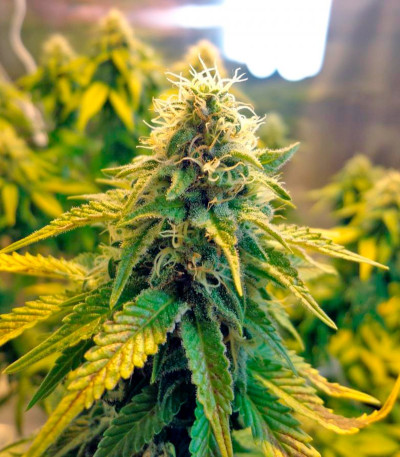 Shark fem (Pyramid Seeds) семена конопли