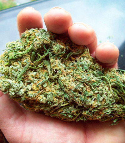 Satori x Mountain Gold regular (Mandala Seeds) семена конопли