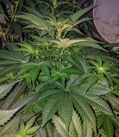 Sweet Valley Kush fem (Green House Seeds) семена конопли