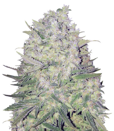 White Widow Original fem (Sumo Seeds) семена конопли