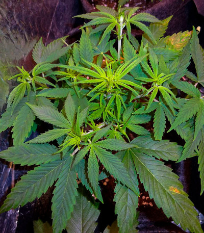 Apple Strudel Auto fem (FastBuds) семена конопли