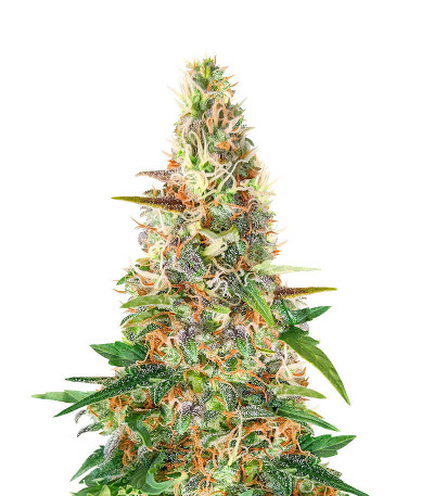 Beginner Auto Mix Pack fem от Herbies Seeds семена микса конопли