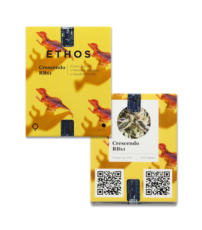 Crescendo RBX1 fem (Ethos Genetics) семена конопли