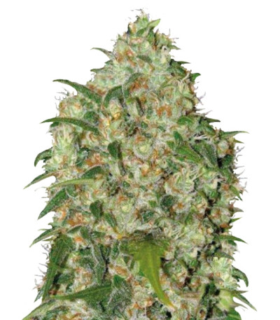 Аmnesia Haze fem (Bulk Seed Bank) семена конопли