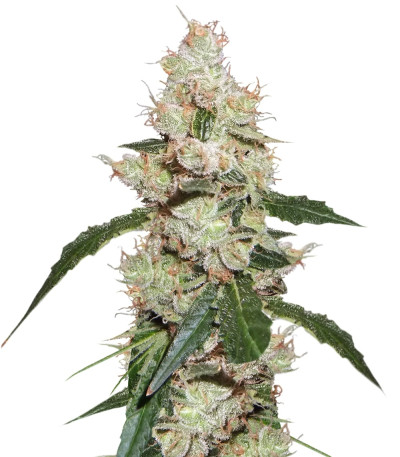 Afghan Kush X White Widow fem (World of Seeds) семена конопли
