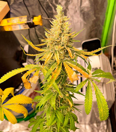 Семена сорта конопли Amnesia Haze