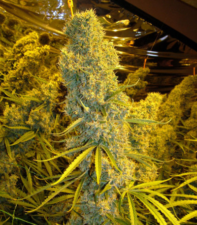 Big Bazooka fem (Anesia Seeds) семена конопли