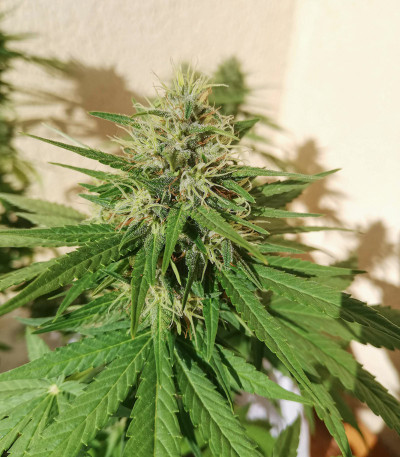 Black Cherry Punch fem (Pyramid Seeds) семена конопли