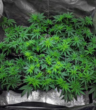 Blueberry OG от Barney's Farm семена конопли