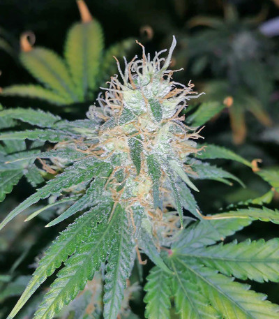 Bud Bud Bling Tingz fem (Dr. Krippling Seeds) семена конопли