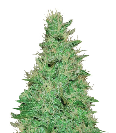 El Alquimista Auto fem (Samsara Seeds) семена конопли