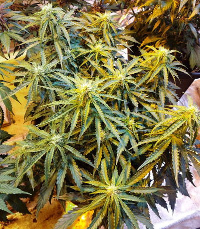 Girl Scout Cookies Auto fem (Original Sensible Seeds) семена конопли