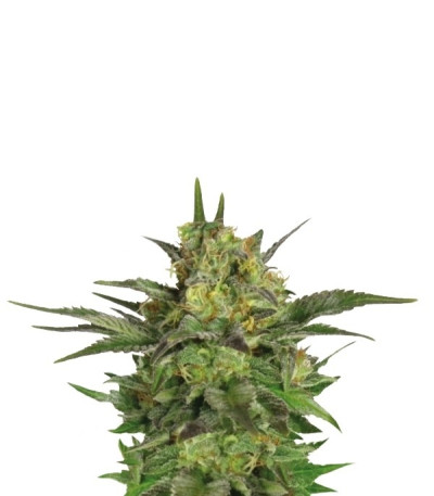 Haze Berry fem (Royal Queen Seeds) семена конопли