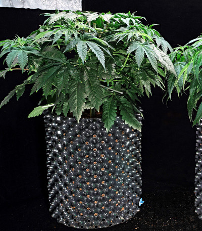 HulkBerry fem (Royal Queen Seeds) семена конопли