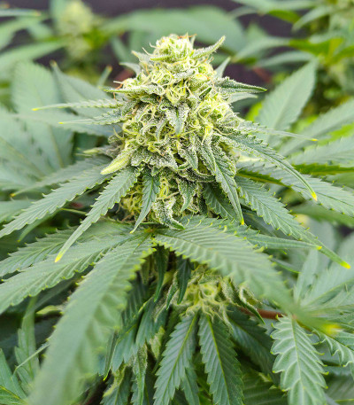 I'm Alive fem (AlphaFem Seeds) семена конопли