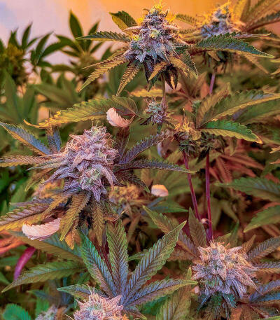 Insane OG семена конопли