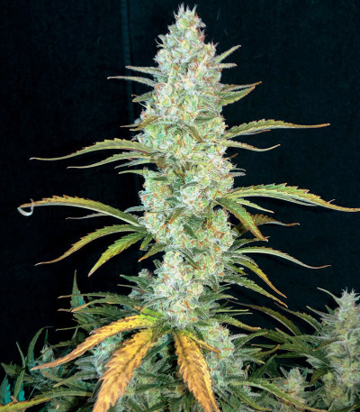 Mimosa Cake Auto fem семена конопли