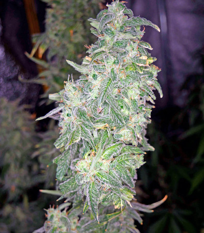Moby Dick XXL Autoflowering fem семена конопли