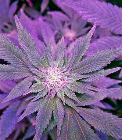 Pakistan Valley fem (World of Seeds) семена конопли