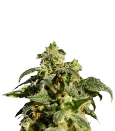 Power Skunk Max Auto fem семена конопли