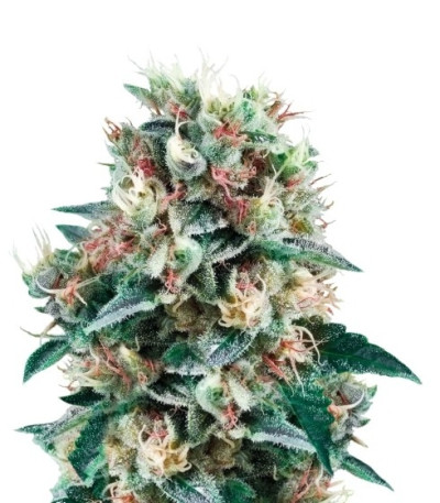 Royal Creamatic Auto fem (Royal Queen Seeds) семена конопли