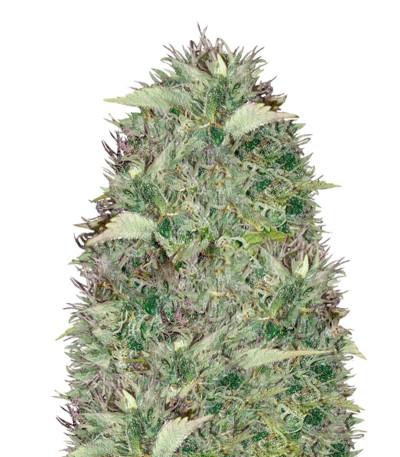 Silver Haze fem (Vision Seeds) семена конопли