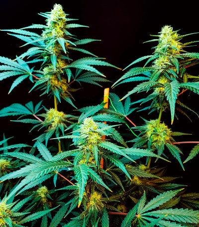 Семена конопли сорта Snow White Amsterdam