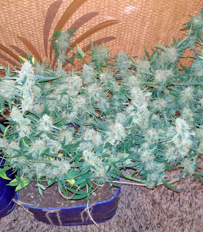 Sugar Mango Ryder Auto fem (World of Seeds) семена конопли