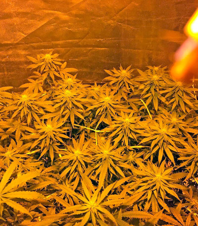 Sweet Deep Grapefruit fem семена конопли