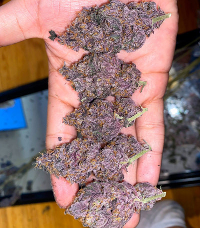 Tropicanna Poison F1 Fast Version (Sweet Seeds) семена конопли