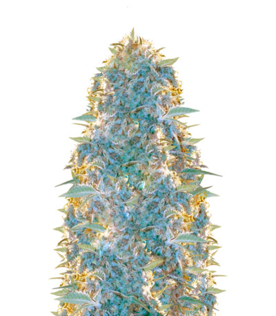 Ultra Power Plant fem (Victory Seeds) семена конопли