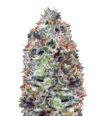 Купить семена конопли Waist Deep Auto