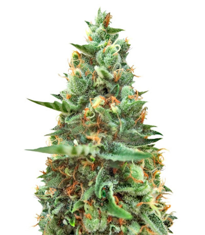White Rush Auto fem (Dr. Krippling Seeds) семена конопли