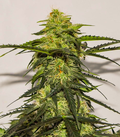 Acid Rain Autoflower (LSD) fem (Easy Grow Seeds) семена конопли