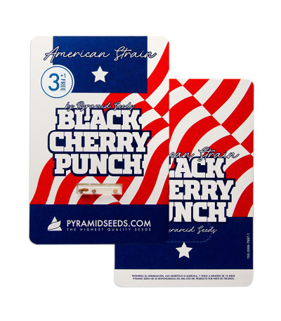 Black Cherry Punch fem (Pyramid Seeds) семена конопли